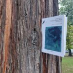 Tornano la poesie: L’albero di porcellana