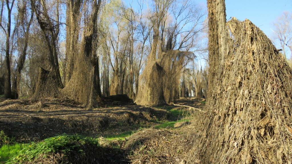 L’ascensore dei pesci e i racconti di fiume: le Camminate Piacentine sbarcano a Isola Serafini